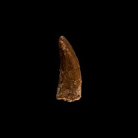 Natural History - Fossil 'African T-rex' Dinosaur Tooth