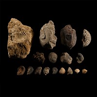 Natural History - Mixed Fossil Group
