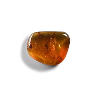 Natural History - Amber with Insect Inclusions