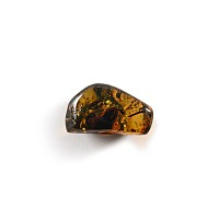 Natural History - Amber with Insect Inclusions