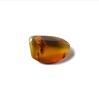 Natural History - Amber with Insect Inclusions