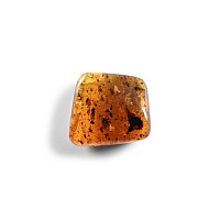 Natural History - Amber with Insect Inclusions