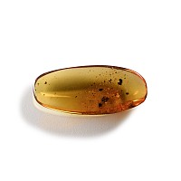 Natural History - Amber with Insect Inclusions