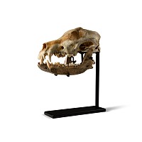 Natural History - Canis Teilhardi Wolf's Skull