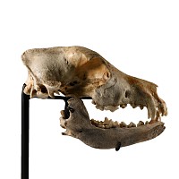 Natural History - Canis Teilhardi Wolf's Skull