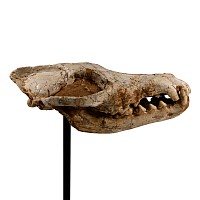 Natural History - Canis Teilhardi Ice Age Wolf's Skull