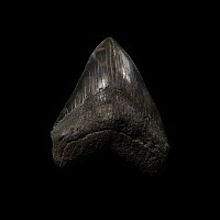 Natural History - Large Fossil Megalodon Giant Shark's Tooth