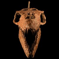 Natural History - Mosasaur 'Marine Dinosaur' Skull