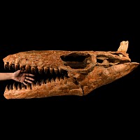 Natural History - Mosasaur 'Marine Dinosaur' Skull