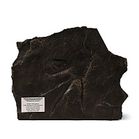 Natural History - Footprint of a Theropod Dinosaur