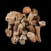 Natural History - Large Unpolished Fossil Tree Branch Section Group [20]