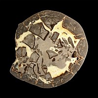 Natural History - Large Cut and Polished Septarian Egg Half