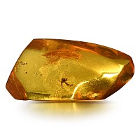 Natural History - Large Fly in Baltic Amber