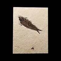 Natural History - Fossil Knightia Fish and Fly in Matrix