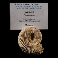 Natural History - Complete Fossil Ammonite