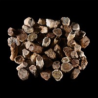 Natural History - Petrified Fossil Tree Branch Group [50]