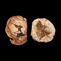 Natural History - Australian Agate Creek 'Thunder Egg' Cut Half Group [2]