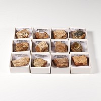 Natural History - Boxed Petrified Fossil Wood Specimen Group [12]