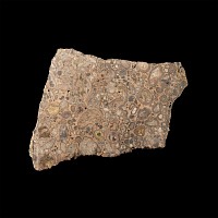 Natural History - Large Polished 'Puddlestone' 50mm Thick Section