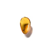 Natural History - Amber with Insect Inclusion