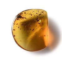 Natural History - Amber with Insect Inclusion