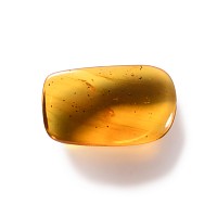 Natural History - Amber with Insect Inclusions