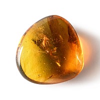 Natural History - Amber with Insect Inclusions