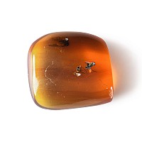 Natural History - Amber with Insect Inclusions