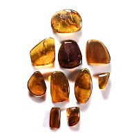 Natural History - Amber Group with Insect Inclusions