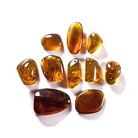 Natural History - Amber Group with Insect Inclusions