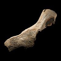 Natural History - Adult Woolly Rhinoceros Fossil Skull Top