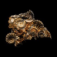 Natural History - Fossil Ammonite Group