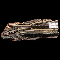 Natural History - 'Australian' Polished Stromatolite Chert Slice