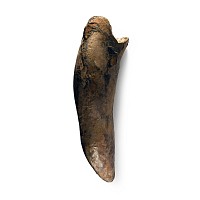 Natural History - Fossil Smilodon Tooth