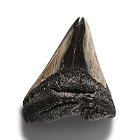 Natural History - Megalodon Giant Shark Fossil Tooth