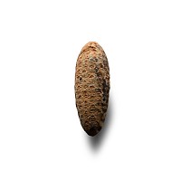 Natural History - Fossil Pine Cone