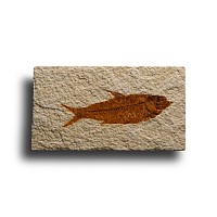 Natural History - Knightia Fossil Fish