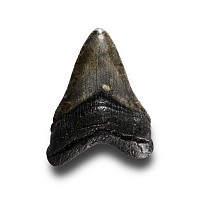 Natural History - Megalodon Giant Shark Fossil Tooth