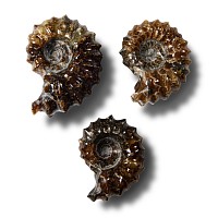 Natural History - Polished Douvilleiceras Fossil Ammonite Group