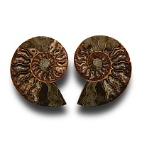 Natural History - Cut and Polished Fossil Ammonite