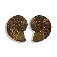 Natural History - Cut and Polished Fossil Ammonite