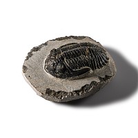 Natural History - Fossil Barrandei Trilobite