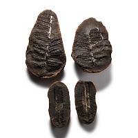 Natural History - Fossil Seed Fern Pair Group