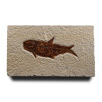 Natural History - Fossil Diplomystus Fish
