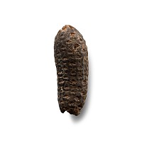 Natural History - Fossil Pine Cone