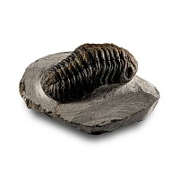 Natural History - Fossil Speculator Trilobite
