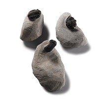 Natural History - Fossil Trilobite Group