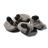 Natural History - Fossil Trilobite Group