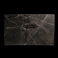 Natural History - Fossil Keichousaurus Marine Reptile Skeleton