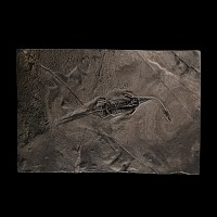 Natural History - Fossil Keichousaurus Marine Reptile Skeleton